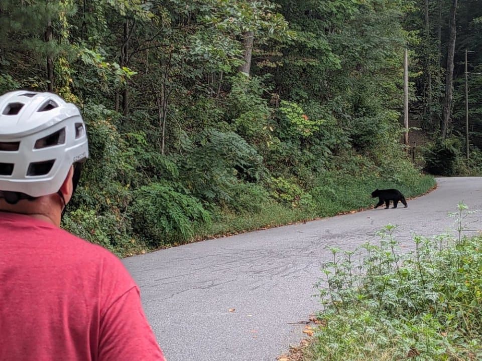 You never know what you'll see here in Asheville! You never know what you'll see here in Asheville!